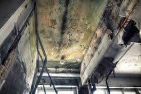 Professional Mold Removal Services in Miamisburg, OH